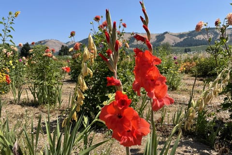 Portland: Multnomah Falls and Hood River Day Trip with Wine