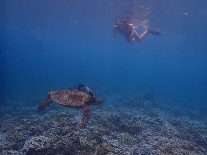 Kihei Molokini Crater and Turtle Town Snorkeling Boat Trip GetYourGuide