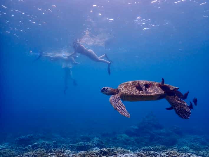 South Maui Molokini Crater and Turtle Town Snorkeling Trip GetYourGuide