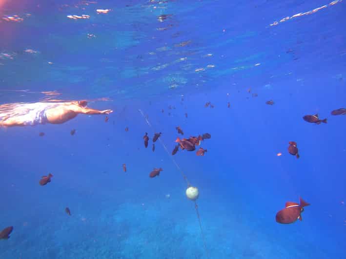 Kihei Molokini Crater and Turtle Town Snorkeling Boat Trip GetYourGuide