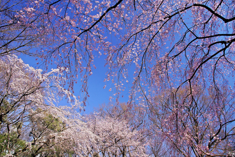 Tokyo Cherry Blossom Tour: Showa Kinen, Rikugien & Asukayama Cherry Blossom Group Tour with Shinjuku Meeting Point