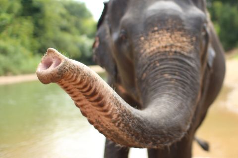 Phuket: Khao Lak Rafting, Elefantit ja Kilpikonnakeskus Tour