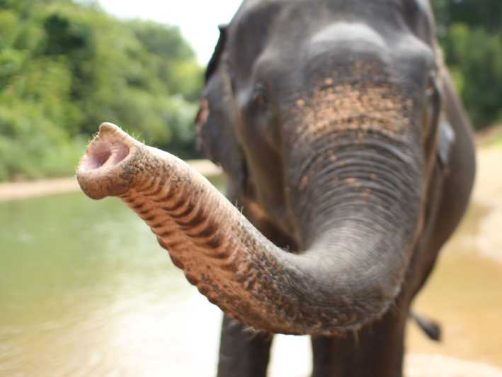 Phuket: Khao Lak Rafting, Elephants, and Turtle Center Tour