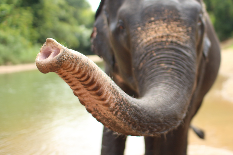 Phuket: tour de rafting, parque y cascada en bambú de Khao Lak