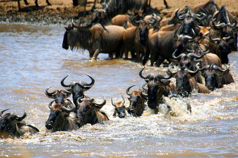 3 dias de aventura em grupo no Masai Mara em um jipe 4×4