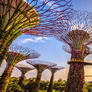 Singapore: Gardens by the Bay Entry Ticket Singapore: Gardens by the Bay Entry Ticket