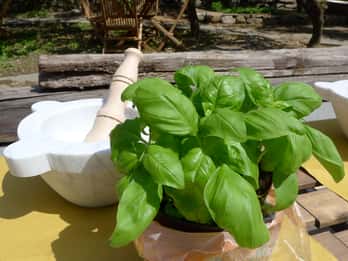 Manarola: Pesto Making Class with Tasting and Wine