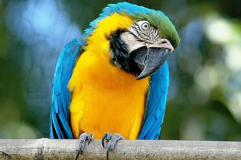 ローマ：ビオパルコ ディ ローマ動物園入場券