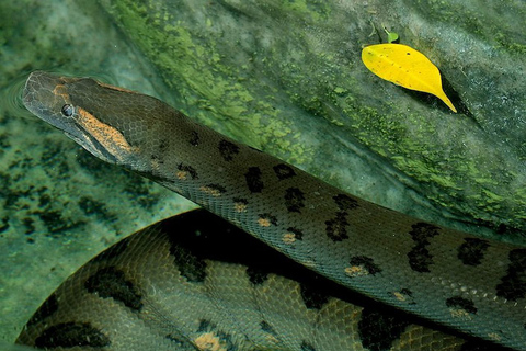 Rom: Bioparco di Roma Zoologischer Garten Eintrittskarte