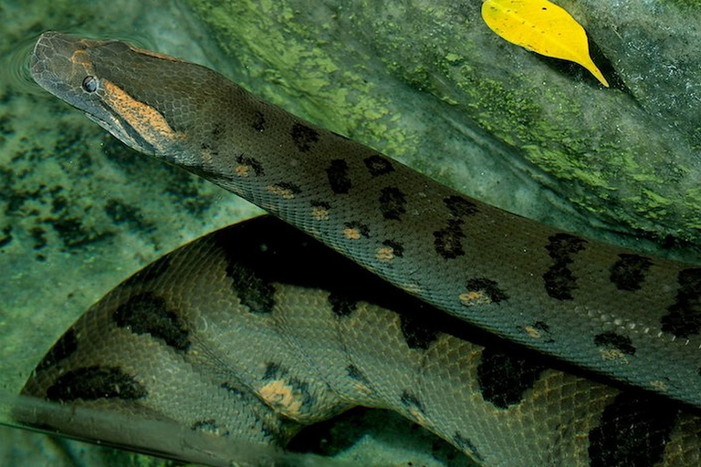 Rome: toegangsticket Bioparco di Roma Zoölogische Tuin