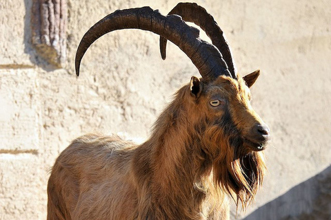 Rom: Bioparco di Roma Zoologischer Garten Eintrittskarte