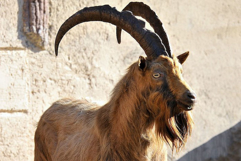 Rome: toegangsticket Bioparco di Roma Zoölogische Tuin