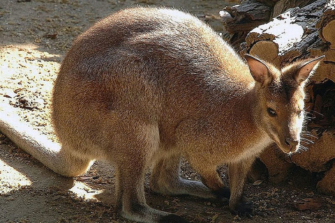 Roma: biglietto d&#039;ingresso al giardino zoologico del Bioparco di Roma