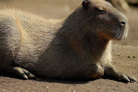 Rom: Bioparco di Roma Zoologischer Garten Eintrittskarte