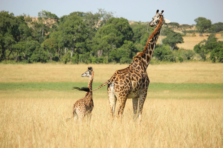 Safari med möte med giraffer