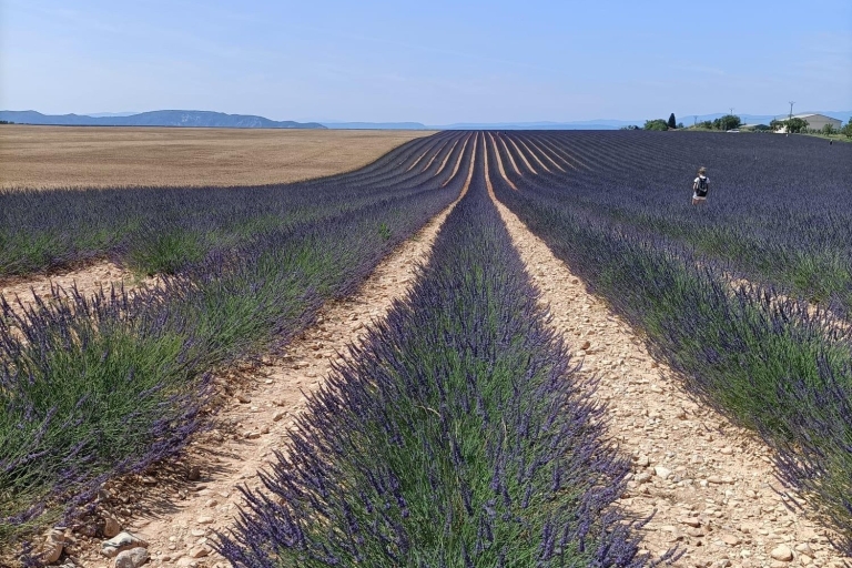 Provençaalse elegantie: Odyssee van lavendel, olijfolie en wijn
