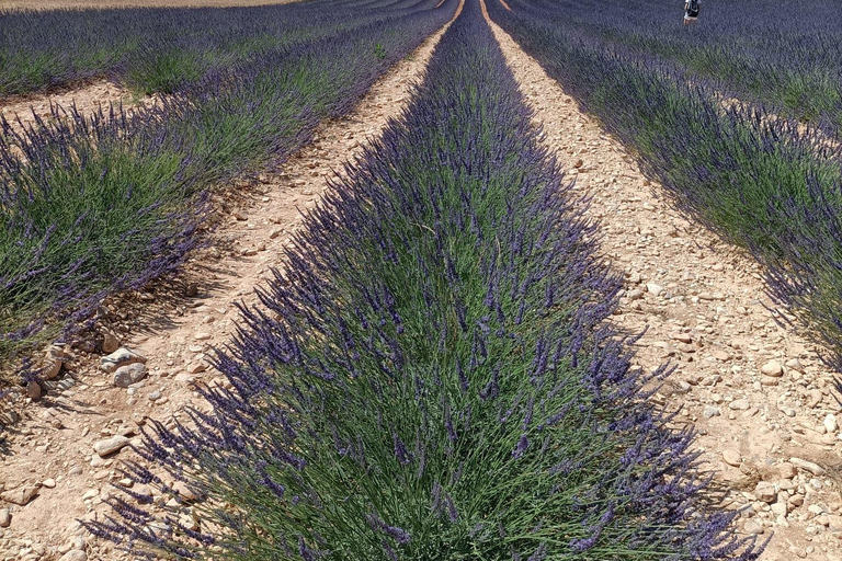 Provençaalse elegantie: Odyssee van lavendel, olijfolie en wijn