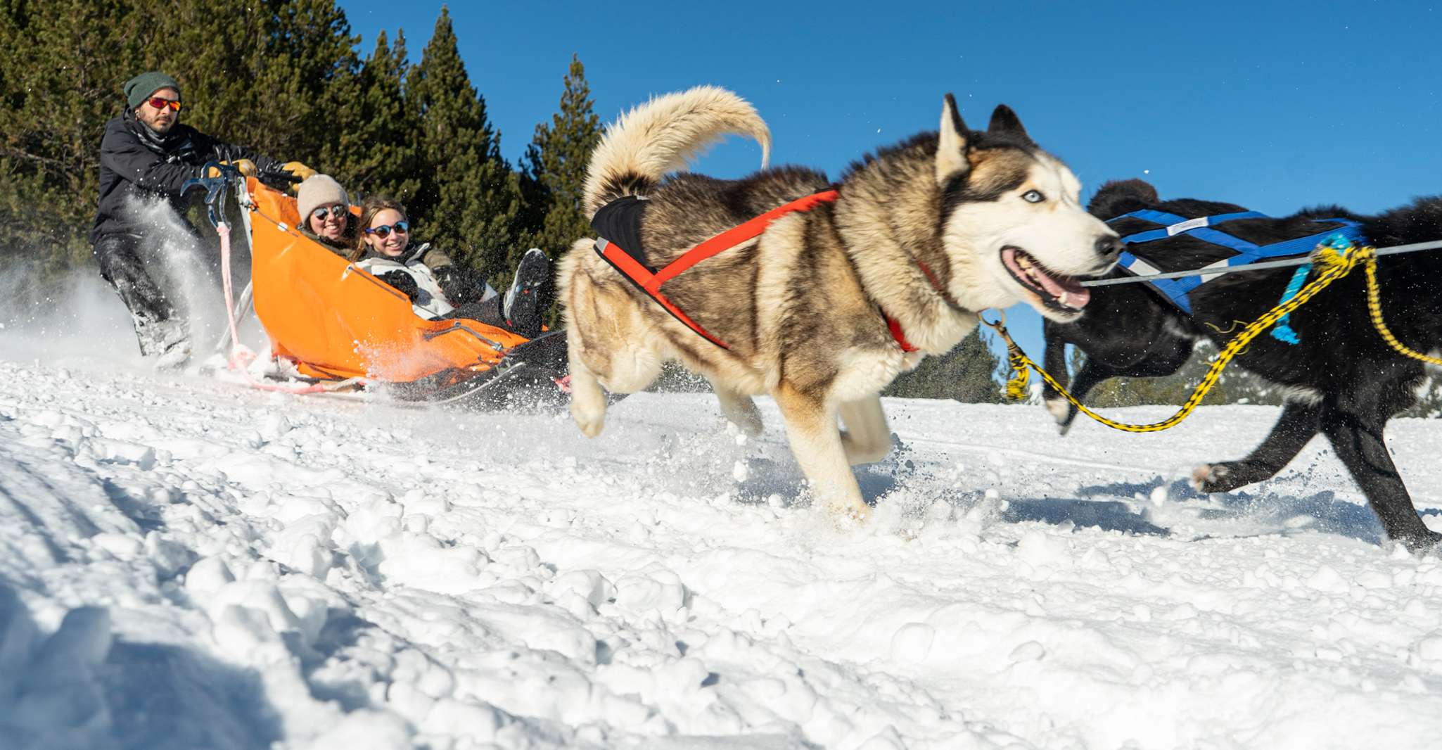 Grandvalira, Dog Sledding Tour in Andorra - Hizvo