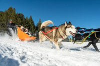 Grandvalira, visite de traîneau à chiens en Andorre - Hizvo