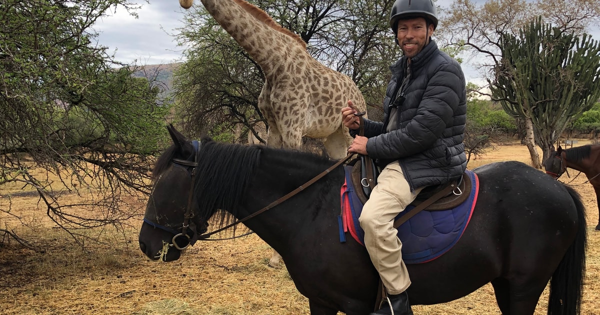From Johannesburg HorseRiding Safari and Cable Car Tour GetYourGuide