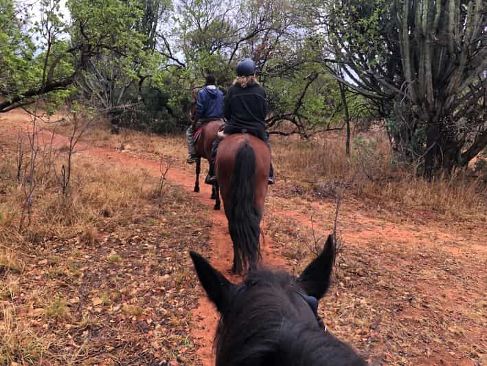 From Johannesburg HorseRiding Safari and Cable Car Tour GetYourGuide