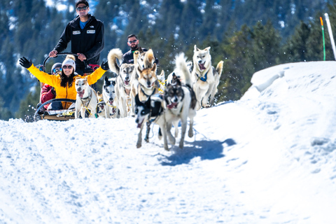 Grandvalira: Hundeschlittentour in AndorraGrandvalira: Hundeschlittentour in Andorra-3KM Tour