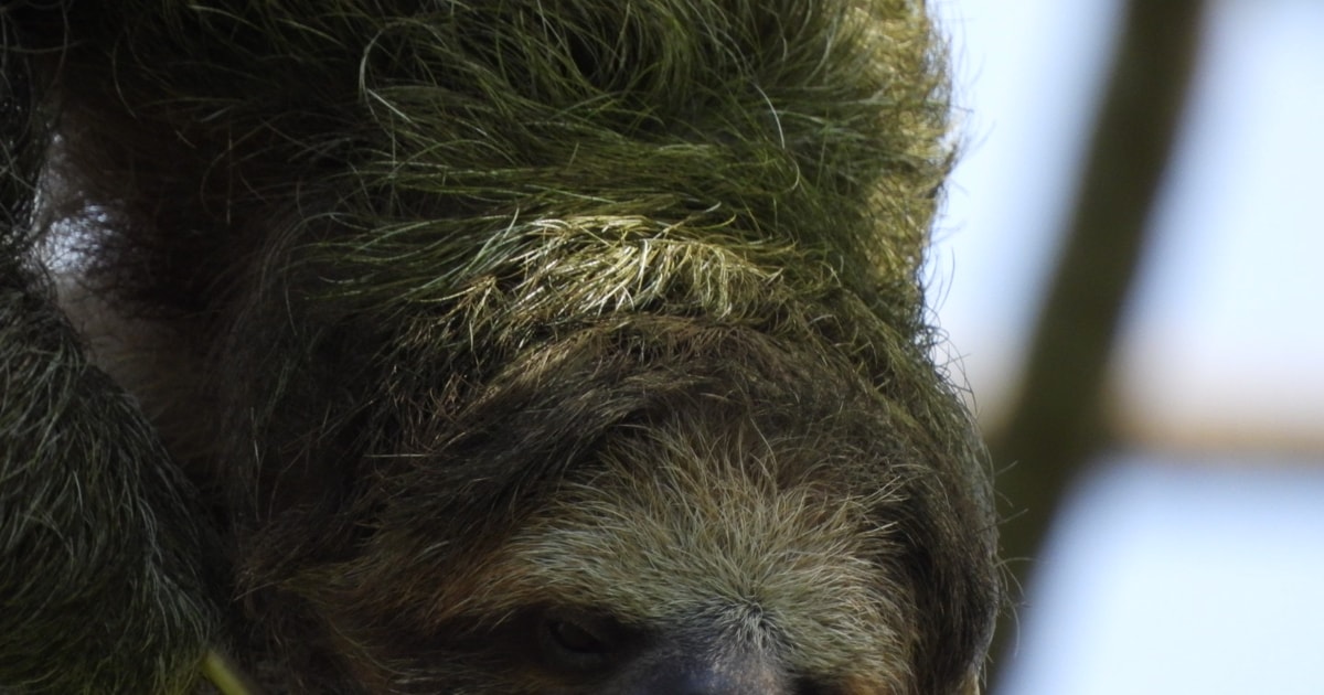 La Fortuna: Sloth Watching Guided Walking Tour | GetYourGuide