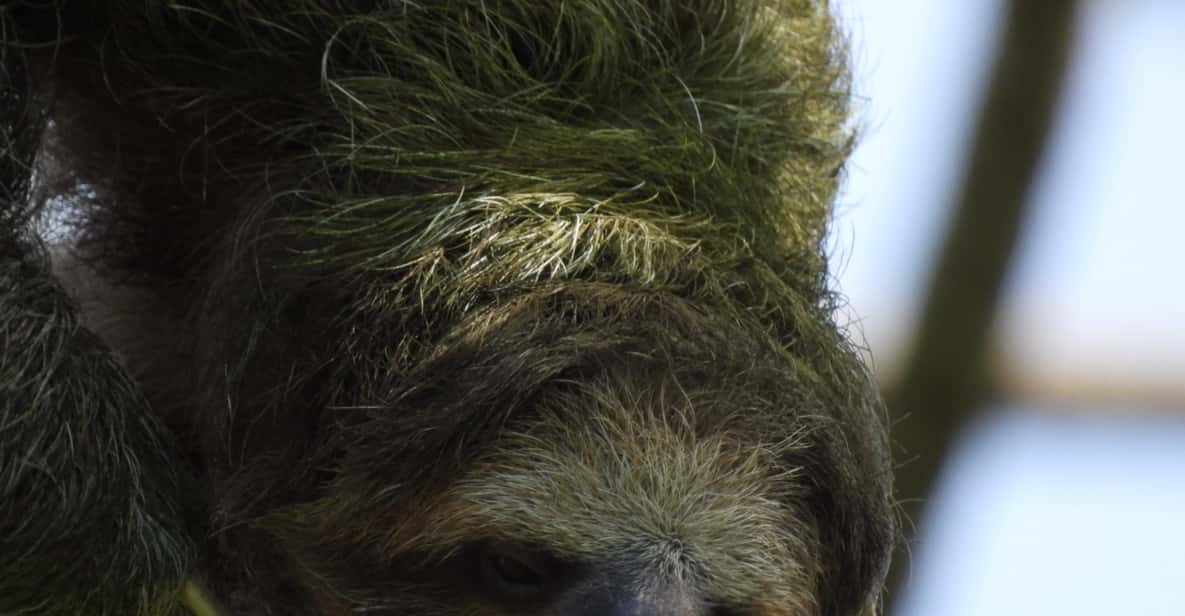 La Fortuna: Sloth Watching Guided Walking Tour | GetYourGuide