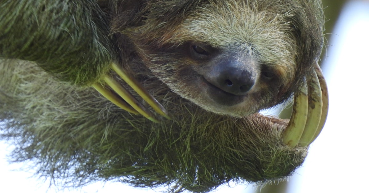 La Fortuna: Sloth Watching Guided Walking Tour | GetYourGuide