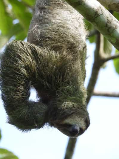 La Fortuna: Fortuna Fortuna: Sloth Watching Guided Walking Tour
