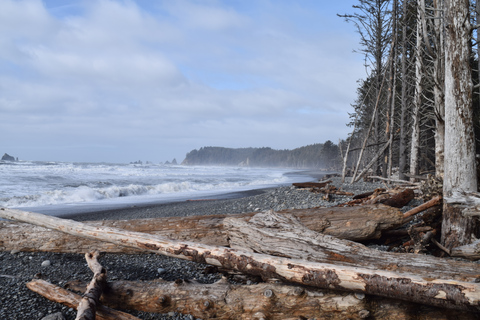 Olympic National Park: Hoh Rain Forest and Rialto Beach Tour