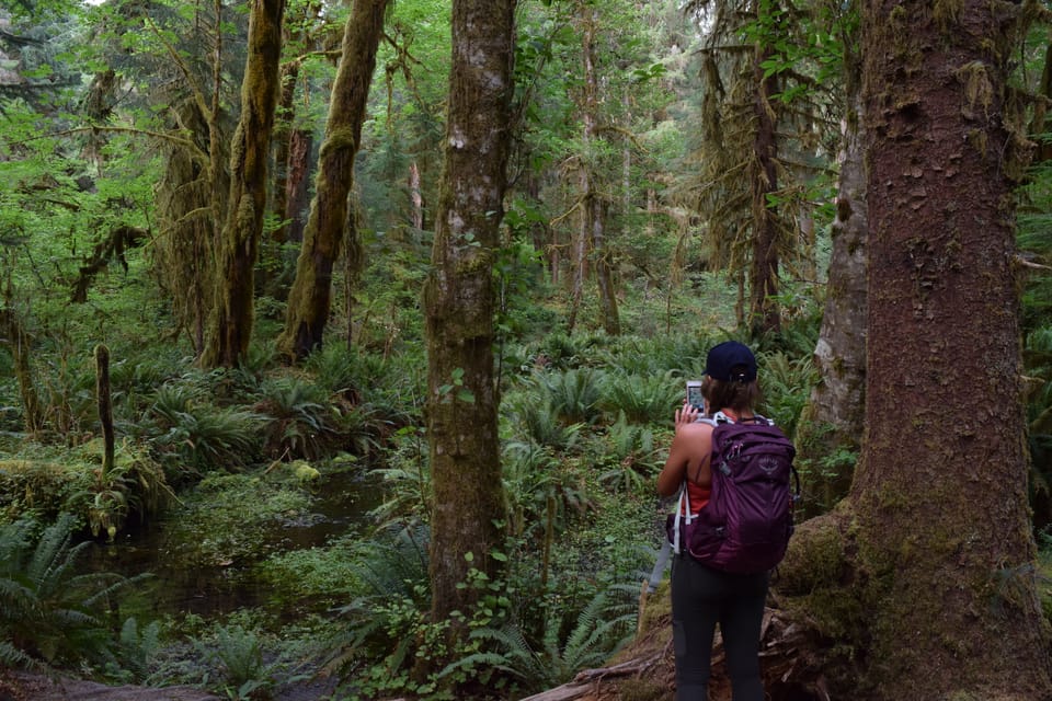 Olympic National Park: Hoh Rain Forest and Rialto Beach Tour | GetYourGuide