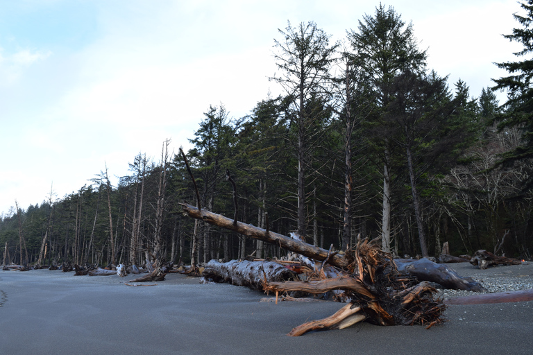 Olympic National Park: Hoh Rain Forest and Rialto Beach Tour