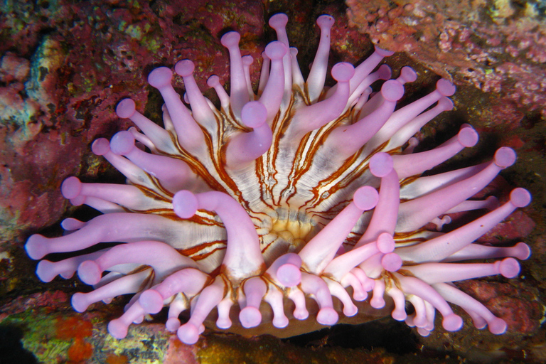 Funchal: Excursión de buceo superficial