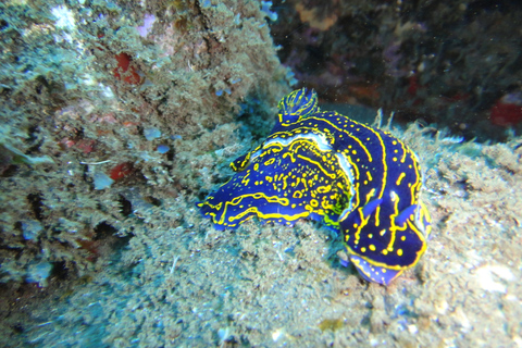 Funchal: Shallow Scuba Diving Tour