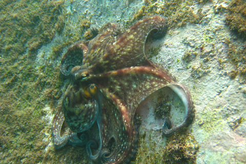 Funchal: Excursión de buceo superficial