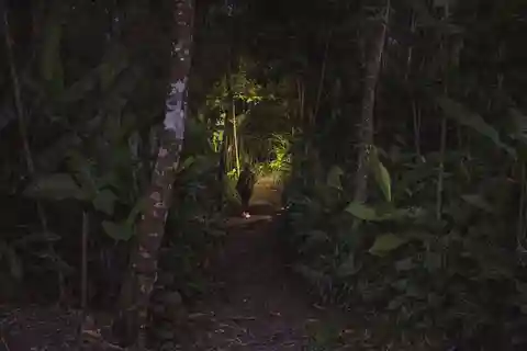 NATTVANDRING BRA PLATS FÖR ATT SE SENGÅNGARE OCH FLORA OCH FAUNA