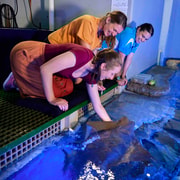 Cairns: Marine Life Encounter
