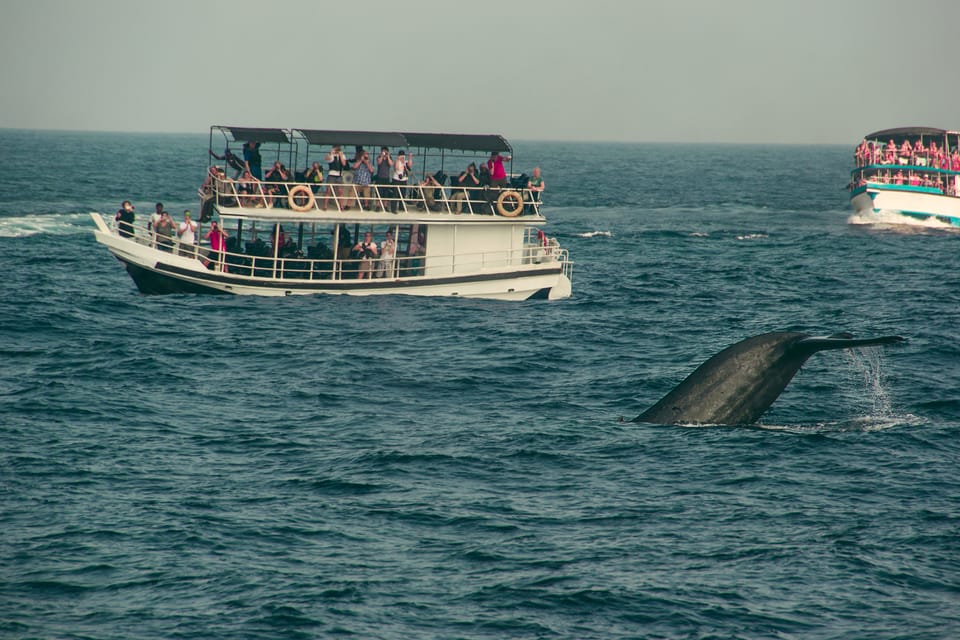 A passenger boat with travellers at the rails photographing a whale's tail breaking the surface beside it, a second boat on the horizon