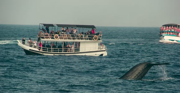 Whale Watching Tour with Transfers