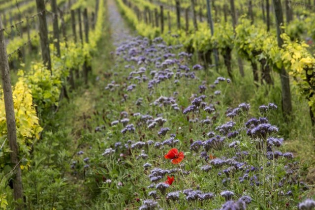 Visit Franciacorta TopSparkling wine tour from Iseo/Brescia in Bossico, Lombardy, Italy