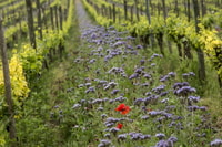 Franciacorta TopSparkling wine tour from Iseo/Brescia - Housity