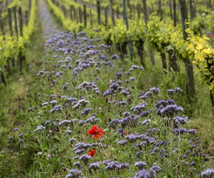 Franciacorta TopSparkling - Private wine tour from Iseo