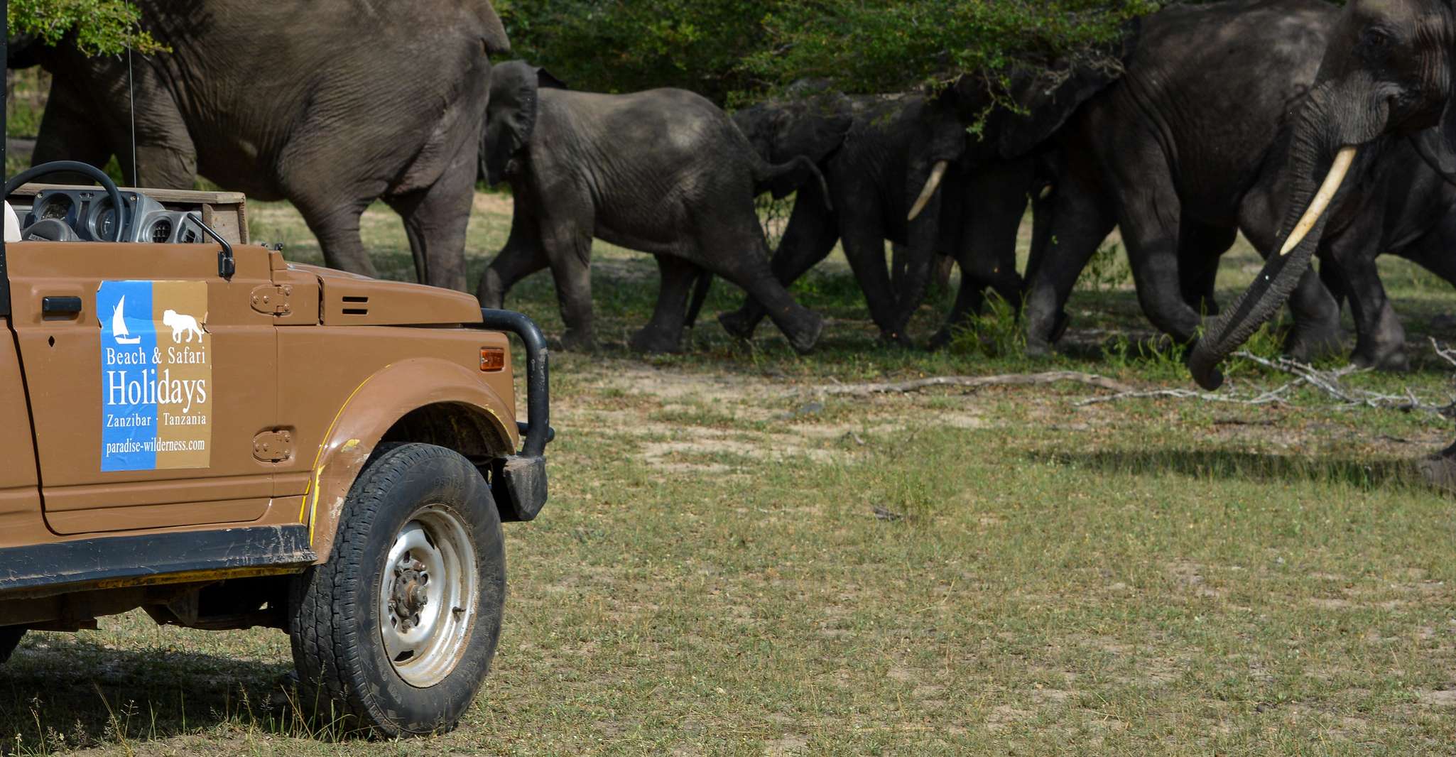 From Zanzibar, Selous Game Reserve Day Safari with Flights - Housity