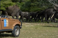 Von Sansibar, Selous Game Reserve Day Safari mit Flügen - Housity