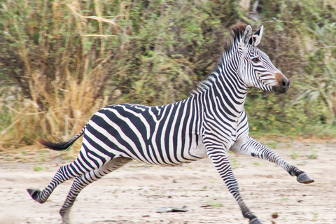 From Zanzibar: Nyerere National Park Day Safari with Flights