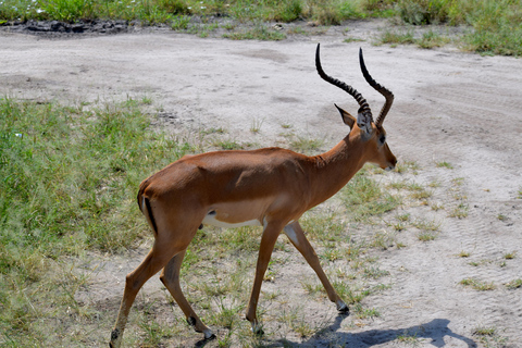 Arusha: Tarangire National Park Day Safari Joining Safari (1-2 People)