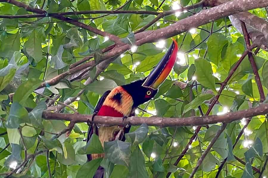 The Amano Museum in Lima – Aracari Travel