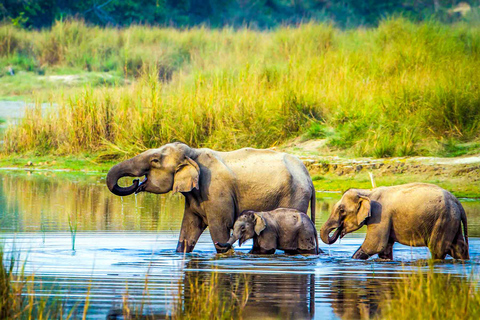 3 Noches de Aventuras en la Jungla de Chitwan desde Katmandú