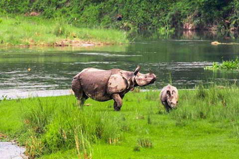 3 Noches de Aventuras en la Jungla de Chitwan desde Katmandú